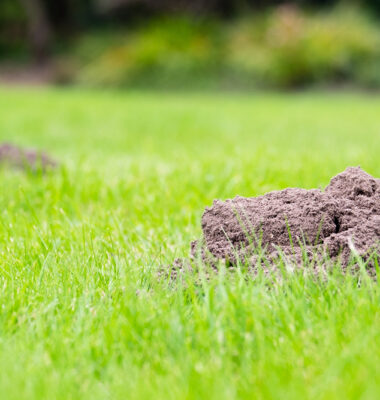 10 Natural Ways to Get Rid of Moles in Yards