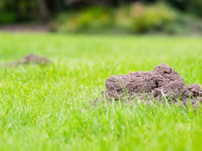 10 Natural Ways to Get Rid of Moles in Yards