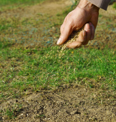 How and When to Overseed a Lawn