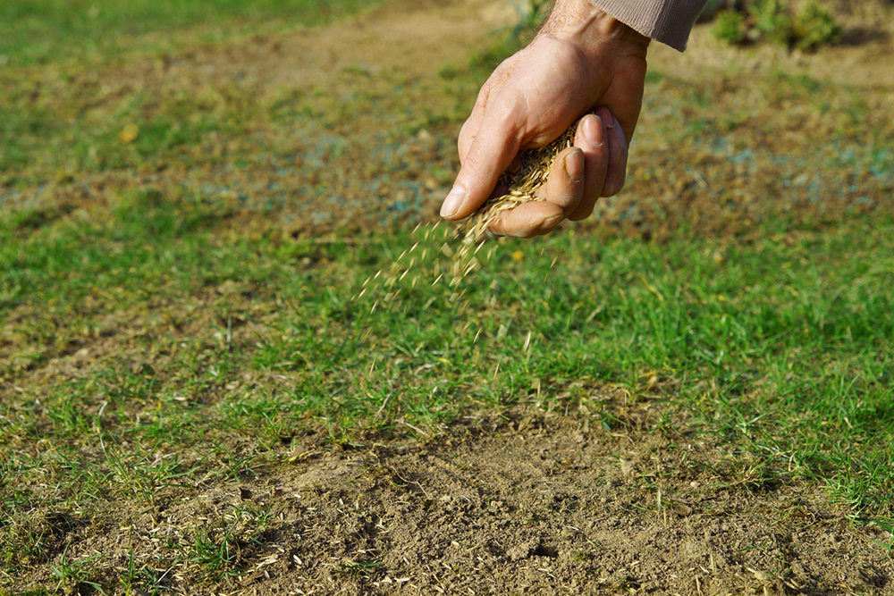 How and When to Overseed a Lawn