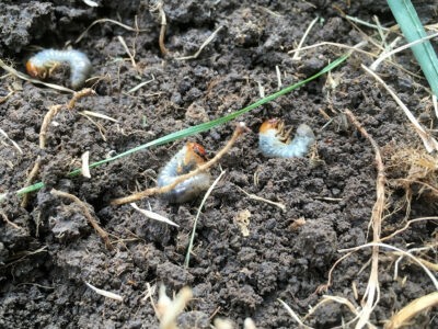 Top 7 Ways to Get Rid of Grubs in Lawns