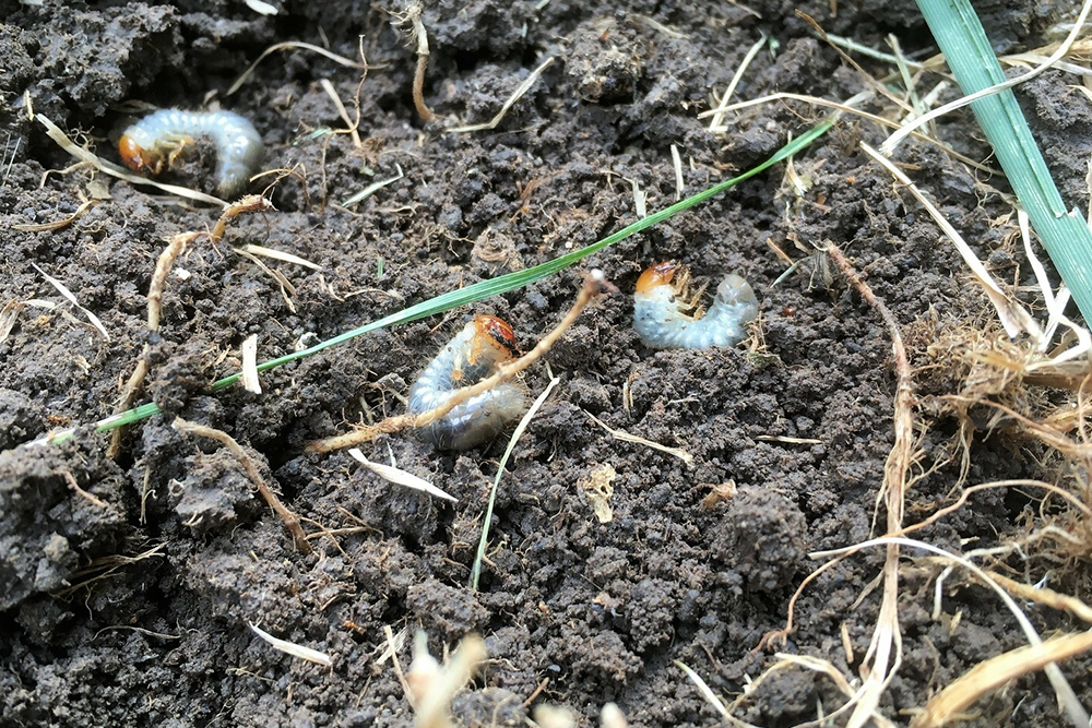 Top 7 Ways to Get Rid of Grubs in Lawns